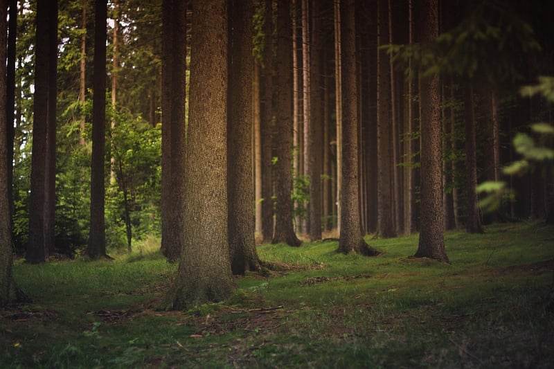 Woodland Grove