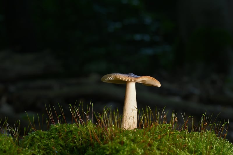 Guided Forest Walks
