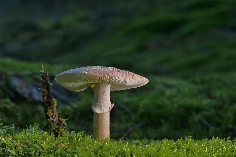 Forest Wedding